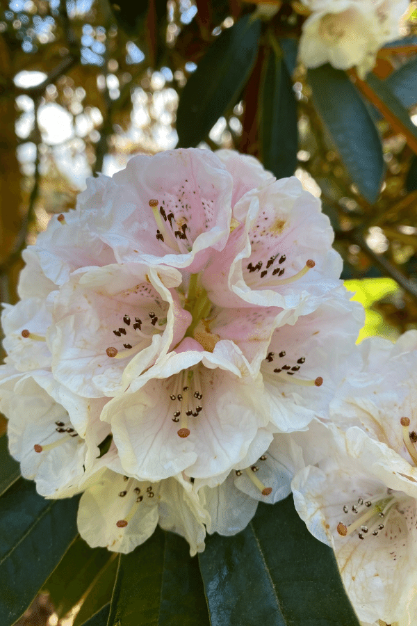 Rhododendron basilicum - Cream flower rhododendron at Brook Hall